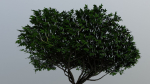 Tree Aesculus-californica 3d model