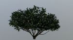 Tree Aesculus-californica 3d model
