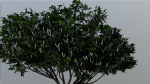 Tree Aesculus-californica 3d model