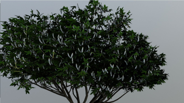 Tree Aesculus-californica 3d model