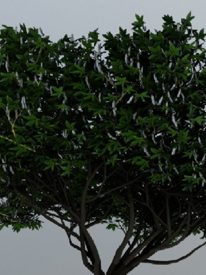Tree Aesculus-californica 3d model