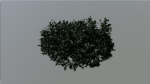 Tree Aesculus-californica 3d model