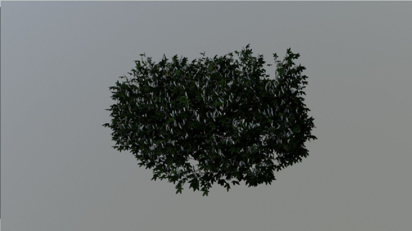 Tree Aesculus-californica 3d model