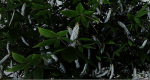 Tree Aesculus-californica 3d model