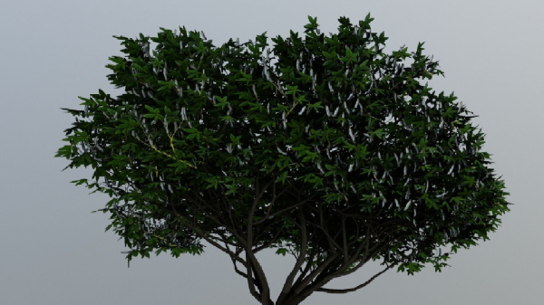 Tree Aesculus-californica 3d model