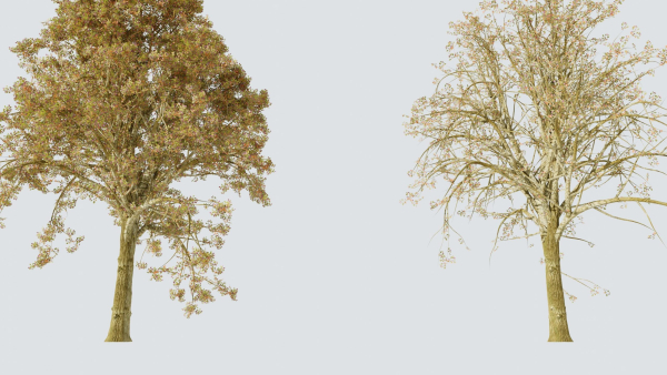 Tree and Twig