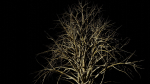 Tree and Twig