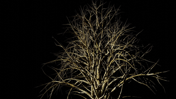 Tree and Twig