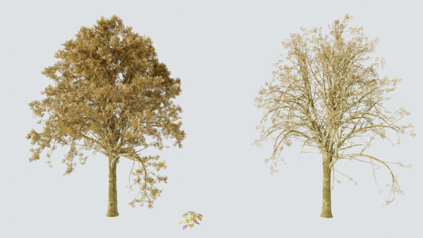 Tree and Twig
