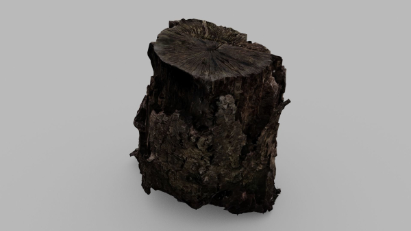 Tree Bark