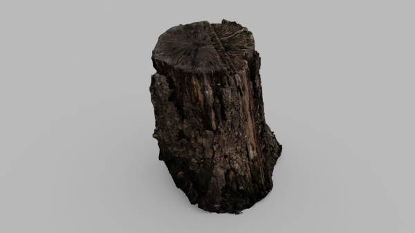 Tree Bark