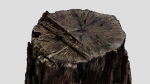 Tree Bark