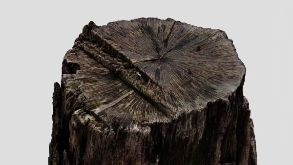 Tree Bark
