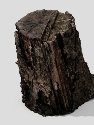 Tree Bark