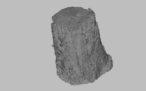 Tree Bark