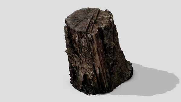Tree Bark
