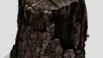 Tree Bark