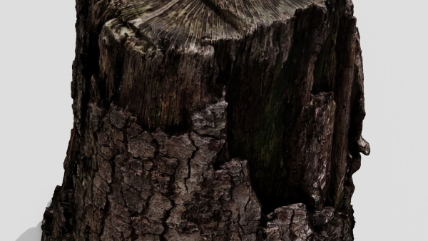 Tree Bark