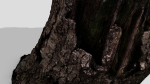 Tree Bark