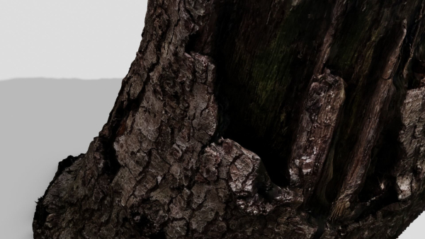 Tree Bark