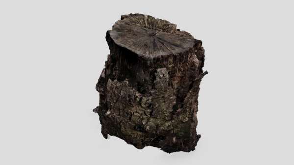 Tree Bark