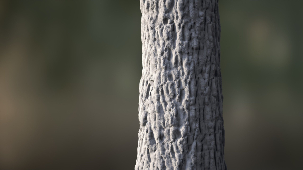 Tree Bark Seamless 09