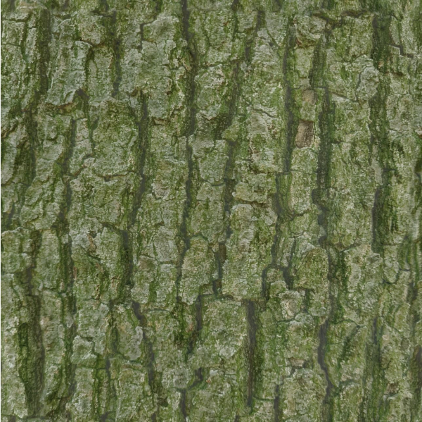 Tree Bark Seamless 09