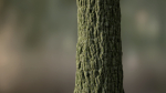 Tree Bark Seamless 09