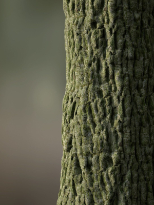 Tree Bark Seamless 09