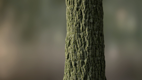 Tree Bark Seamless 09