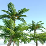 Tree fern
