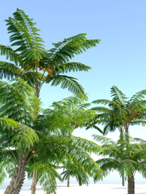 tree-fern-3d-model-max-fbx-mat