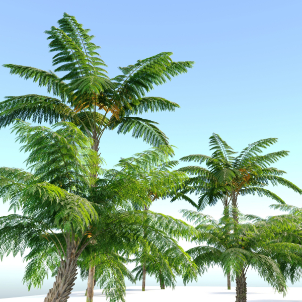Tree fern