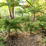 Tree fern
