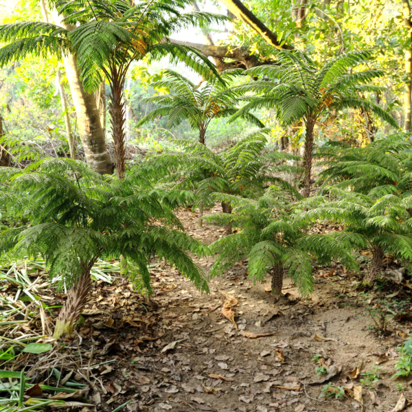 Tree fern