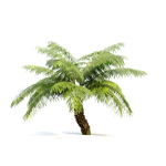 Tree fern