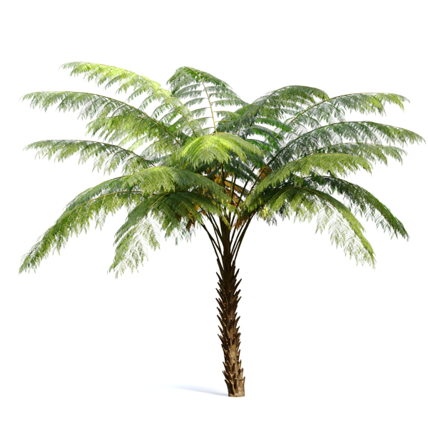 Tree fern