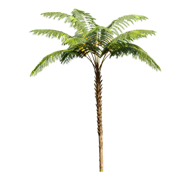 Tree fern