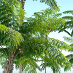 Tree fern