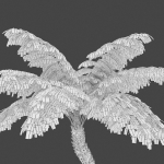Tree fern