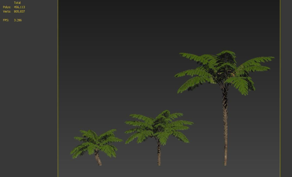 Tree fern