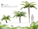 Tree fern