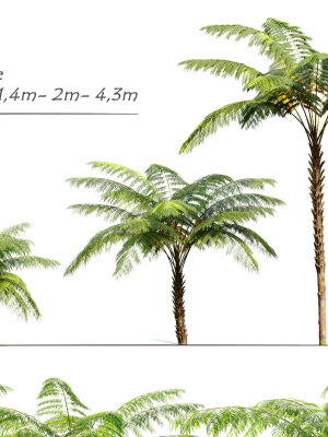 Tree fern