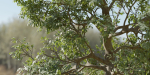 Tree for landscape vol 229-Blender