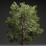 Tree for landscape vol 229-Blender