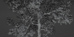 Tree for landscape vol 229-Blender