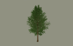 Tree model