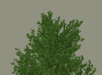 Tree model