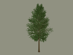 Tree model
