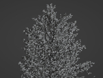 Tree model
